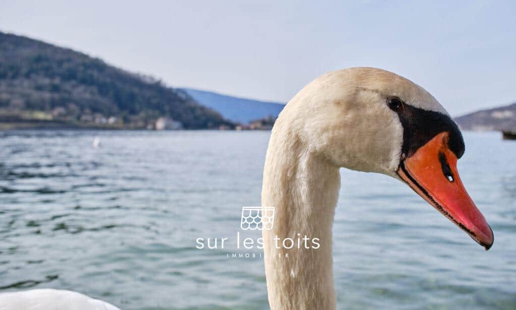 2025_03_20_Surlestoits_Angon_DSCF0129